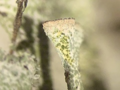 Cladonia magyarica
