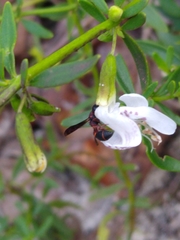 Leptochilus acolhuus