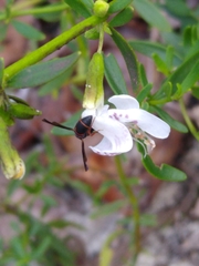 Leptochilus acolhuus
