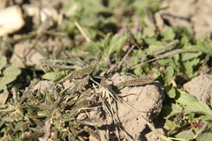 Sporobolus alopecuroides