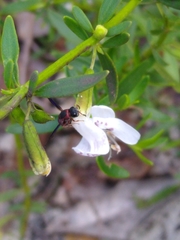 Leptochilus acolhuus
