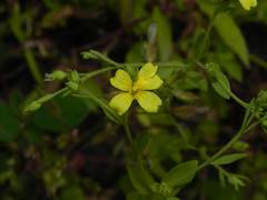 Linum mysorense