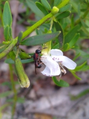 Leptochilus acolhuus
