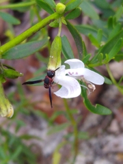 Leptochilus acolhuus