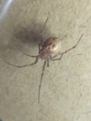 Steatoda castanea