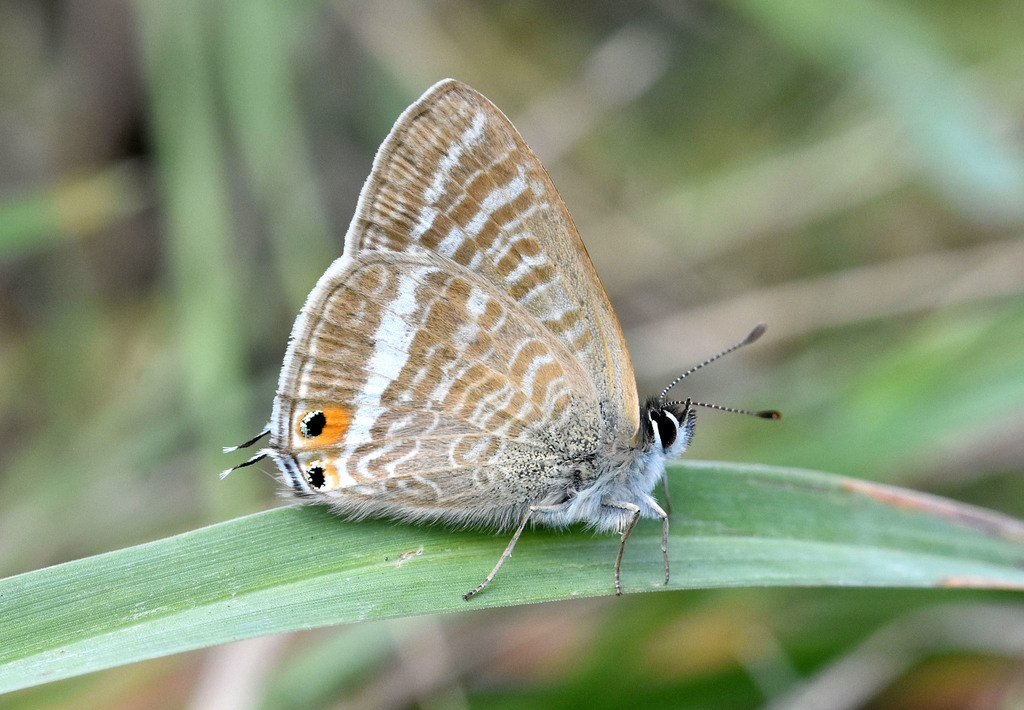Long-tailed Blue