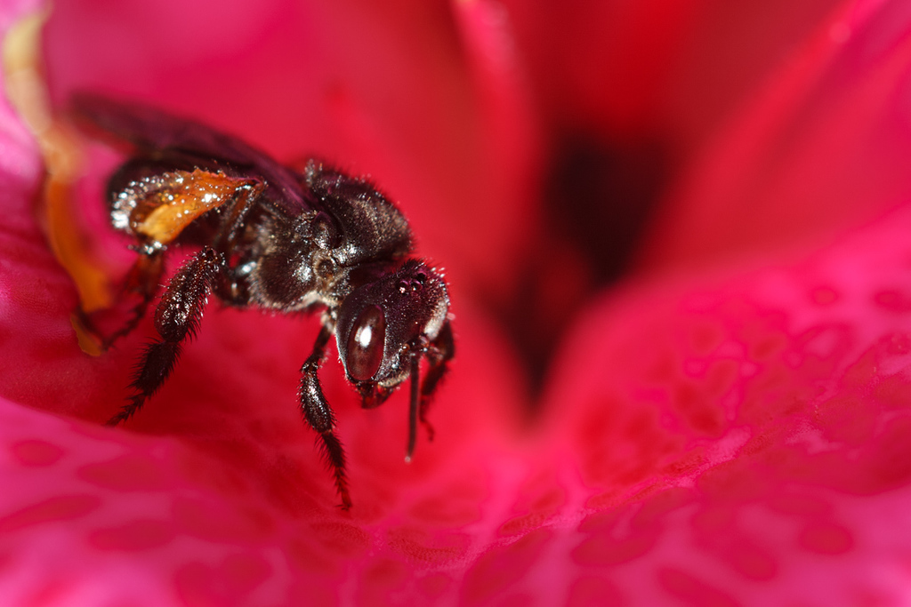 Abelhas sem ferrão: Irapuã (Trigona spinipes)