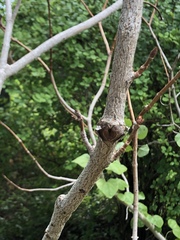 Aesculus glabra arguta