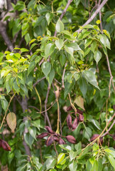 Brachychiton populneus