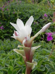 Curcuma caulina