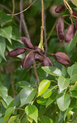 Brachychiton populneus