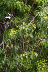 Brachychiton populneus