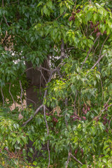 Brachychiton populneus