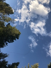 Pelecanus erythrorhynchos