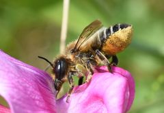 Megachile ligniseca