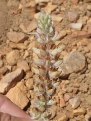 Lupinus lepidus confertus