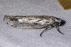 Ethmia discostrigella