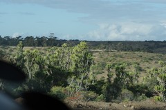 Euphorbia triangularis