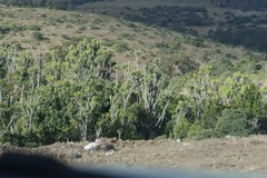 Euphorbia triangularis