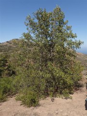 Lyonothamnus floribundus floribundus