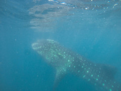 Rhincodon typus