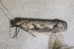 Ethmia discostrigella