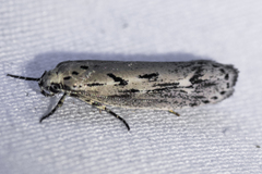 Ethmia discostrigella
