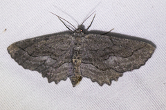 Aethaloida packardaria