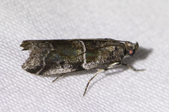 Quasisalebria occidentalis