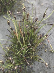 Juncus biglumis