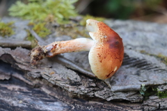 Pholiota lubrica