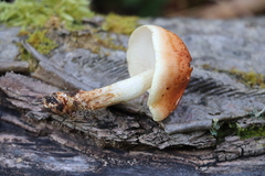 Pholiota lubrica