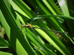 Lestes dryas