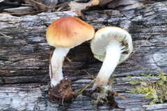 Pholiota lubrica