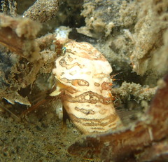 Rhamphocottus richardsonii