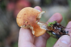 Pholiota lubrica