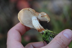 Pholiota lubrica