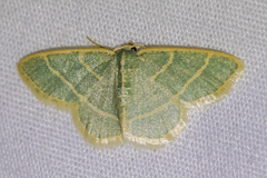 Chlorochlamys appellaria