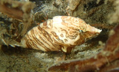Rhamphocottus richardsonii