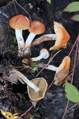 Pholiota lubrica