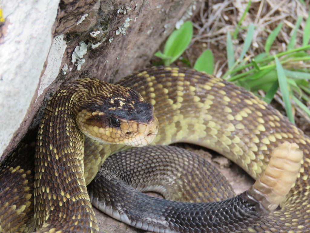 Mexican Black-tailed Rattlesnake from Victoria, Gto., México on July 27 ...