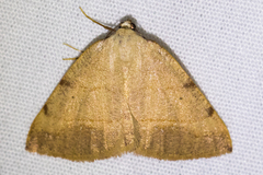 Drepanulatrix bifilata