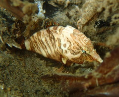 Rhamphocottus richardsonii