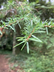 Tsuga caroliniana