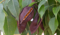 Brachychiton populneus