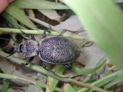 Carabus scabrosus tauricus