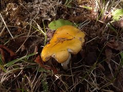Russula lutea