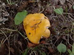 Russula lutea