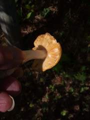 Russula lutea