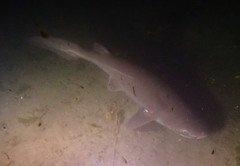 Hexanchus griseus
